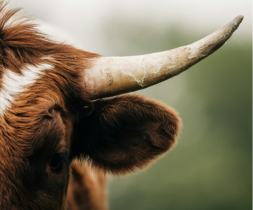 Icon for Texas